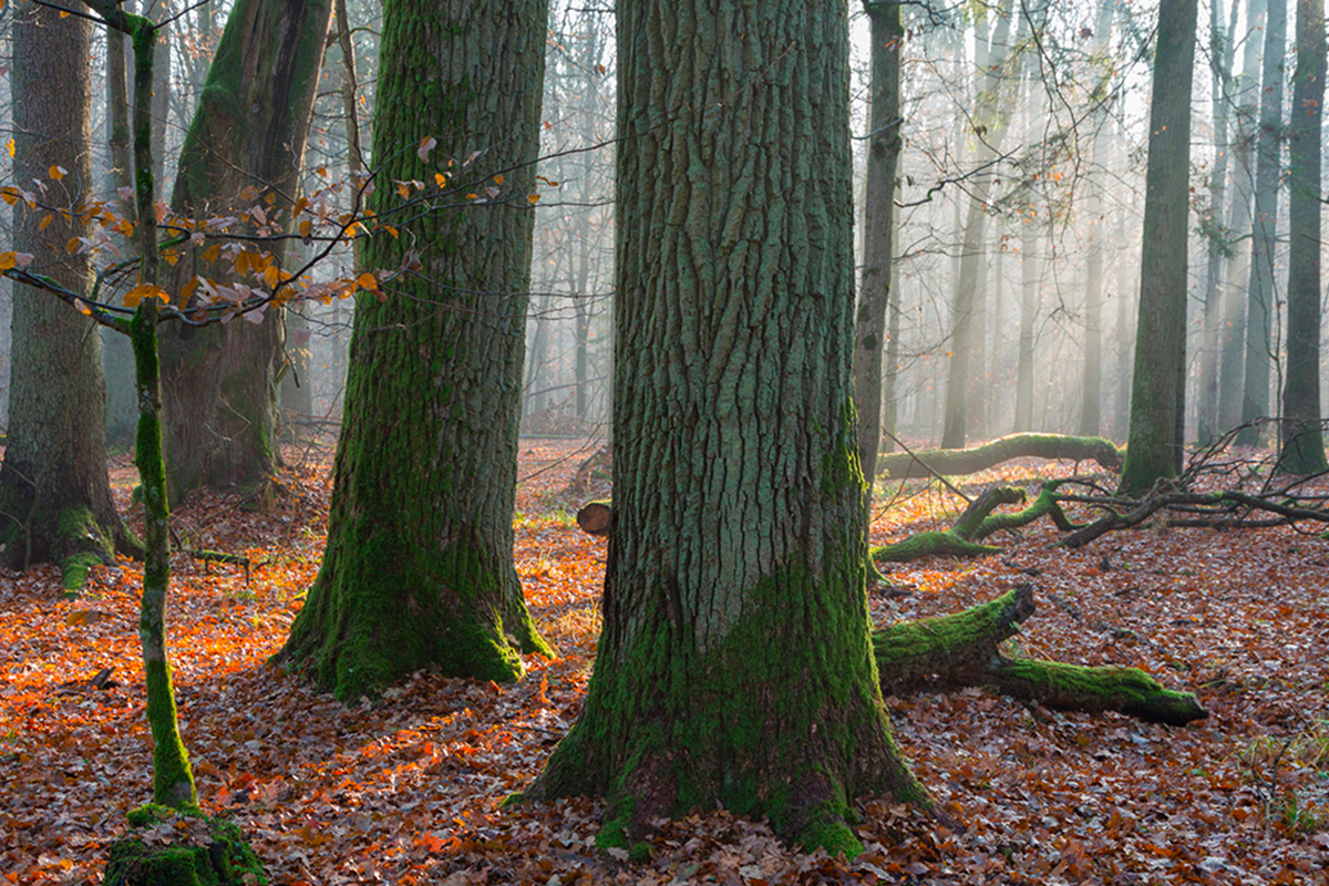 Au coeur des forêts de Bourgogne